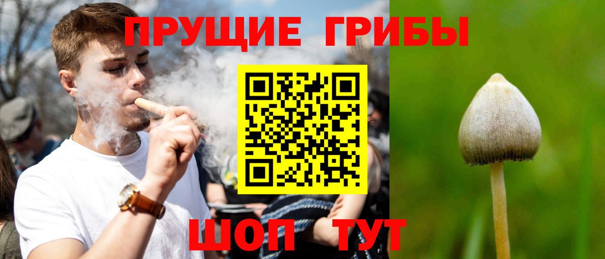 Псилоцибиновые грибы Psilocybine cubensis  Псилоцибиновые грибы мицелий  Вход с VPN  Заводоуковск 